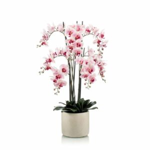 Phalaenopsis plant x7 pink 100cm in ceramic pot