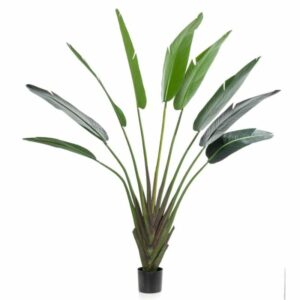 Strelitzia tree 180cm/9lvs