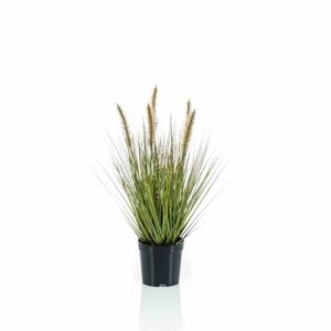 Pennisetum grass 45cm