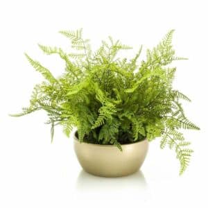 Fern forest bush 40cm green in pear