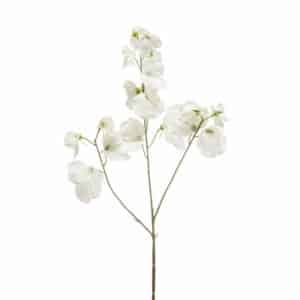 Lathyrus spray x3 cream 75cm