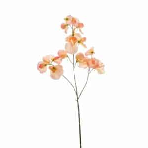 Lathyrus spray x3 peach 75cm