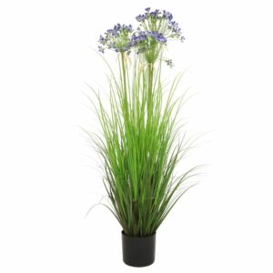 Agapanthus grass x3 blue 110cm