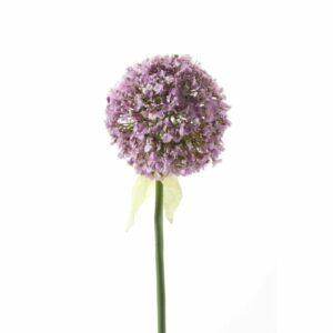 Allium spray 70cm lt purple