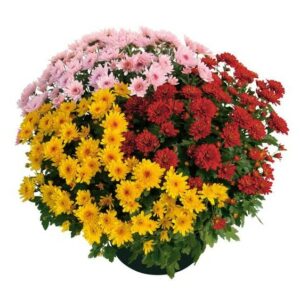 Crisantemo in Pot 30cm