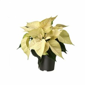 Poinsettia Mini White in Pot 10.5cm