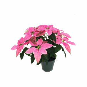 Poinsettia Mini Pink in Pot 10.5cm