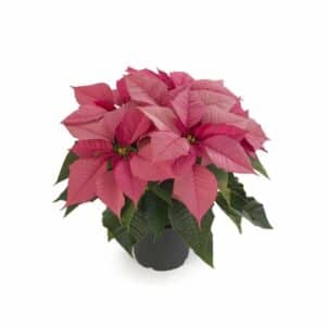 Poinsettia Pink in Pot 15cm