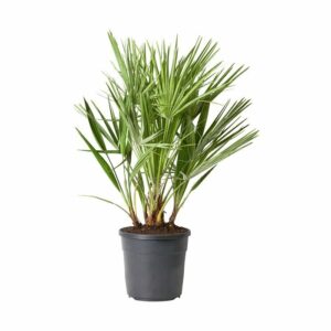 Chamaerops Humilis compacta in Pot 24cm