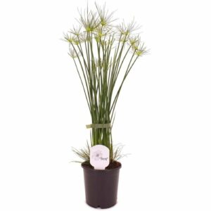 Cyperus Papyrus in Pot 18cm