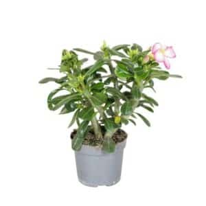 Adenium Obesum 'Pinkstar' in Pot 13cm