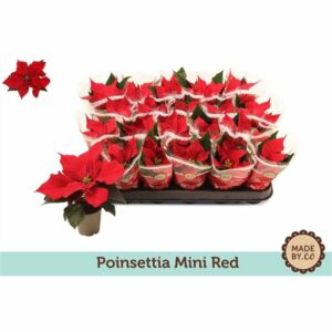 Euphorbia Pulcherrima Christmas Poinsettia in Pot 6cm