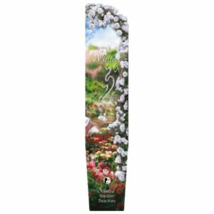 Rosa (K) Scented Climbing Garden Beauties® White