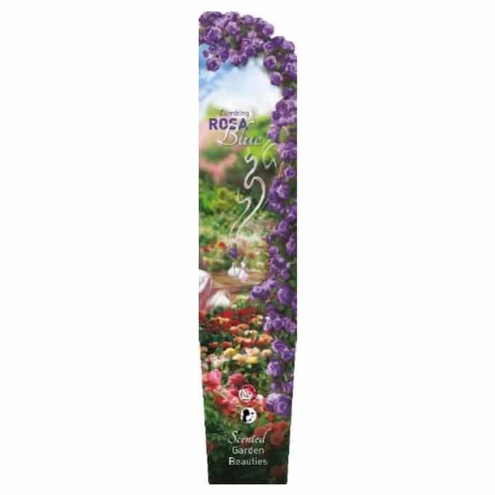 Rosa (K) Scented Climbing Garden Beauties® Blue Sherries Estates