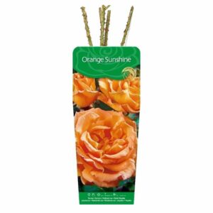 Rosa (M) Orange Sunshine™