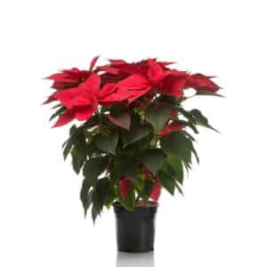 Poinsettia in Pot 21cm