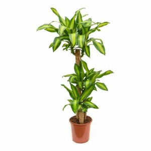 Dracaena Massangeana H30/60/90 in Pot 27cm