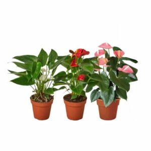 Anthurium Andr. in Pot 14cm