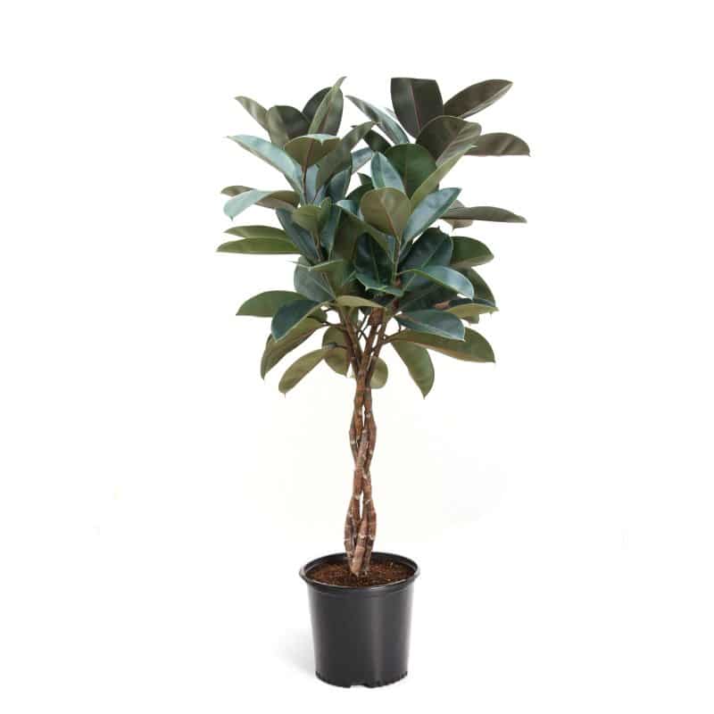 Ficus Robusta Alberel. (Braided Trunk) in Pot 27cm Sherries Estates