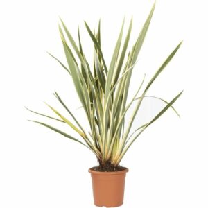 PHORMIUM TENAX VARIEGATUM CLT. 10