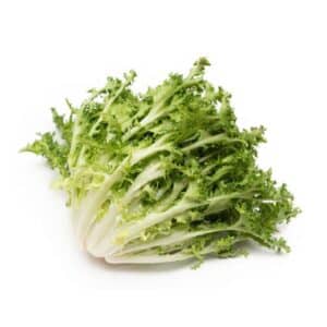 Indivia Riccia (Curled Endive) 12 Seedlings