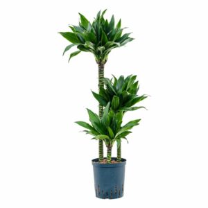 Dracaena Black Jack H15/30/60 in Pot 21cm