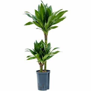 Dracaena Black Jack H15/45 in Pot 17cm