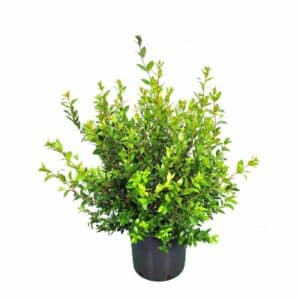 Myrtus Communis in Pot 24cm