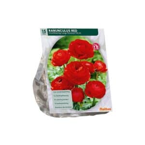 Ranunculus Red x15 bulbs