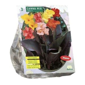 Canna Mixed x 3 bulbs
