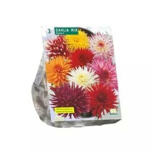 Dahlia Cactus Mixed x 3 bulbs