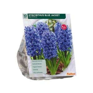Hyacinth ‘Blue Jacket’ - 10 Bulbs