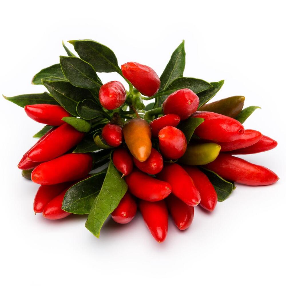 10 Semi Di Peperone Rosso Grande Demeter BIO – Peperone Piccante Ungherese
