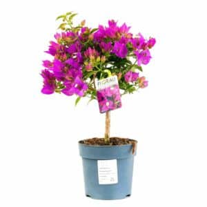 Bougainvillea Mini Alberello in Pot 14cm