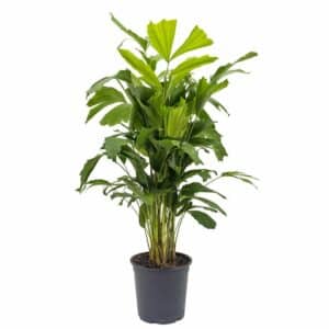 Caryota mitis in Pot 24cm
