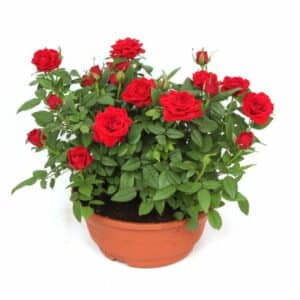 Rosa Kordana mixed in Pot 21cm