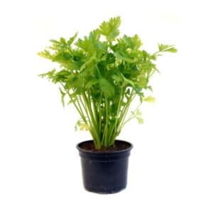 Sedano in Pot 11cm
