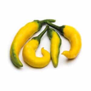 Peperoncino Piccante Paprika Giallo in pot 16cm