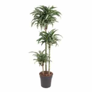 Dracaena Deremensis H90-60-30 in Pot 24cm