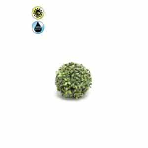 Boxwood Ball UV Green D15cm