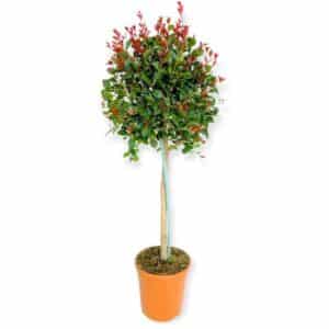 Eugenia Uniflora 'Etna Fire' Mini Fusto in Pot 20cm