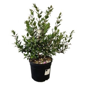 Myrtus Communis Luma in Pot 18cm