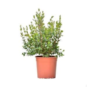 Myrtus Communis Luma in Pot 18cm