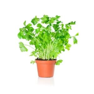 Prezzemalo in Pot 11cm