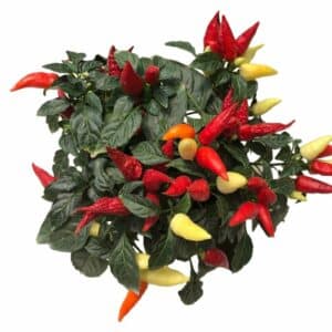 Chilli Pepper Ornamental Mexico in Pot 16cm