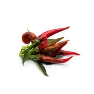 Peperoncino Piccante Cayambe in Pot 16cm