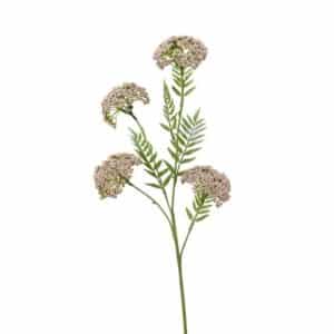 Achillea Spray Pink 60cm