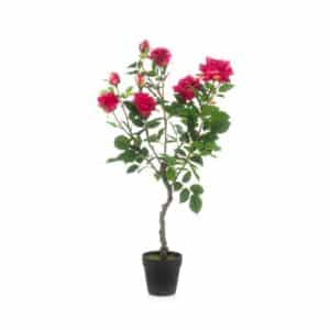 Rose Garden Rt Beauty H85cm in Pot