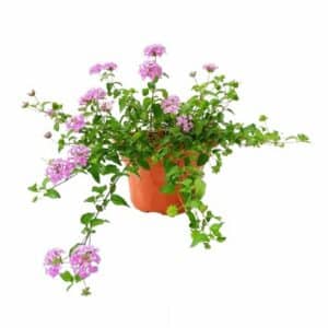 Lantana Montevidensis in Pot 16cm