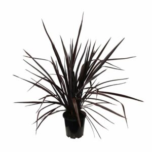 Phormium 'Dark Avocado' in Pot 24cm